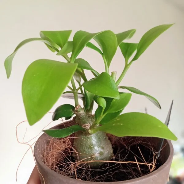 蟻植物 ヒドノフィツム パプアナム