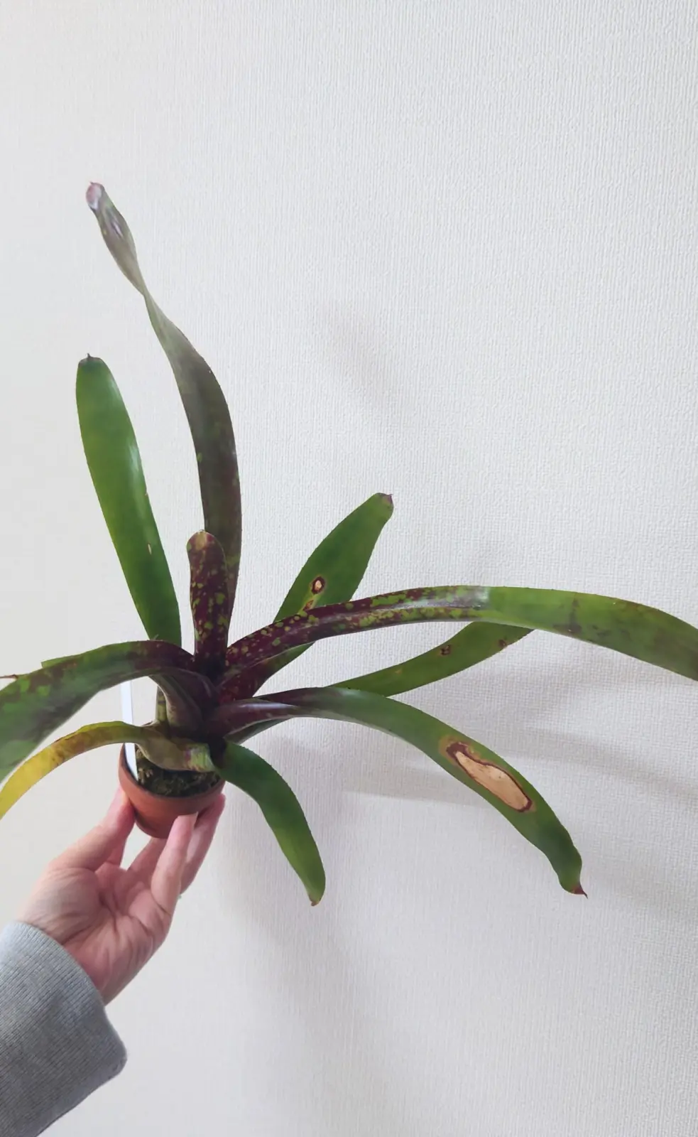 ネオレゲリア　ワンスアラウンド　徒長