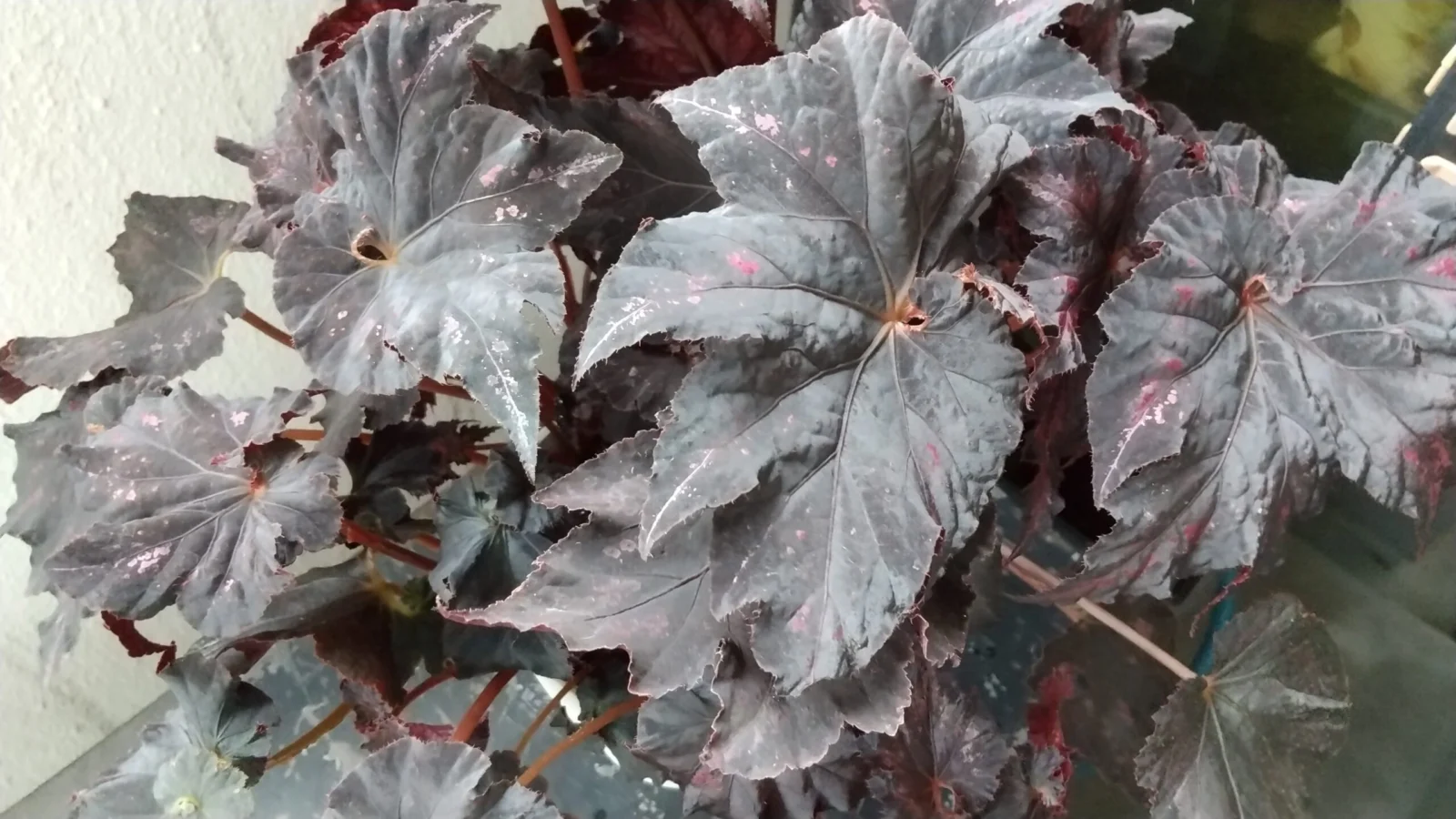 ベゴニア　ライウン