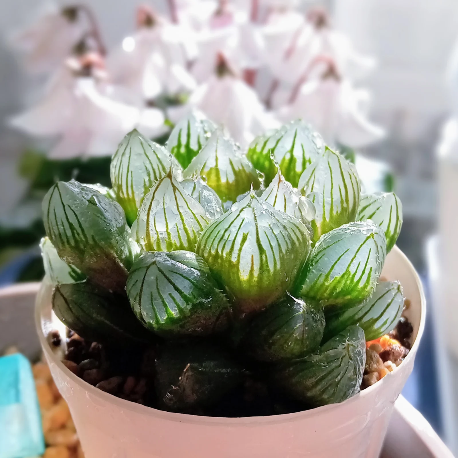 ハオルチア ブラックオブツーサ ?