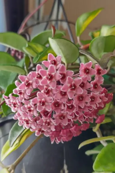 ホヤ カルノーサ 花 ハンギング