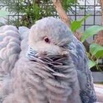 poppoのアバター