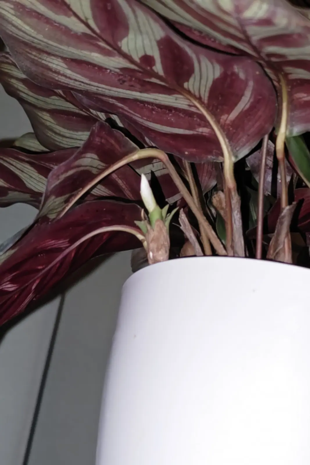 カラテア マコヤナ 花