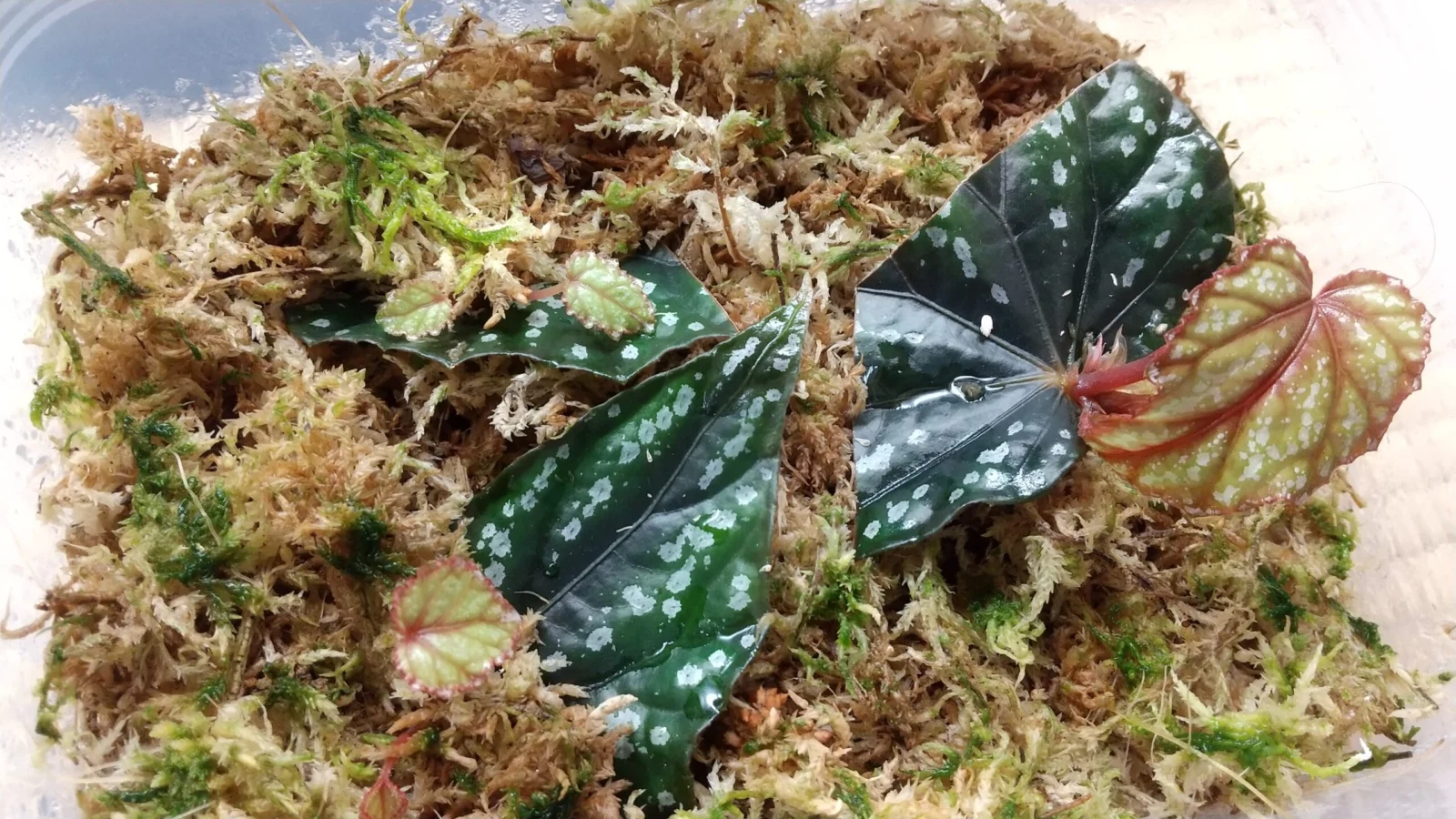 ベゴニア　ハンデリー　プロストラタ