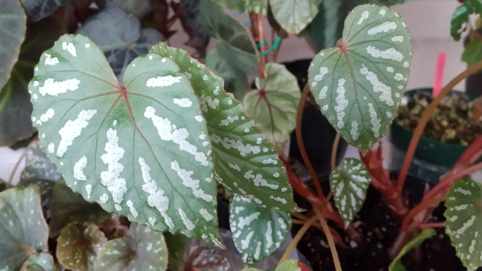 ベゴニア　ロッキー