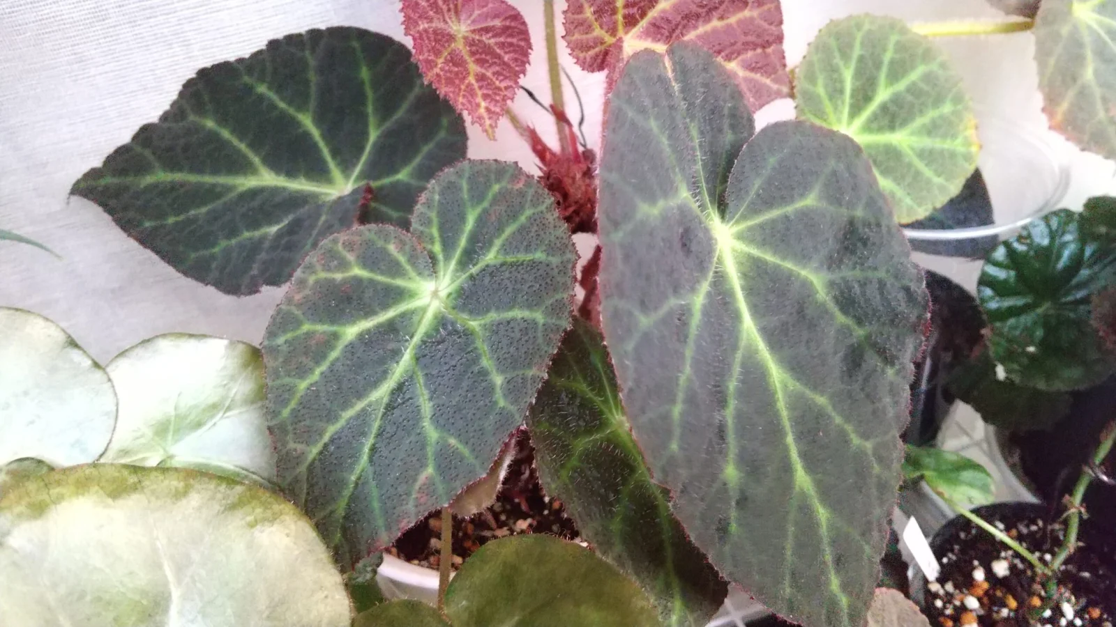 ベゴニア　ビッグデコラ