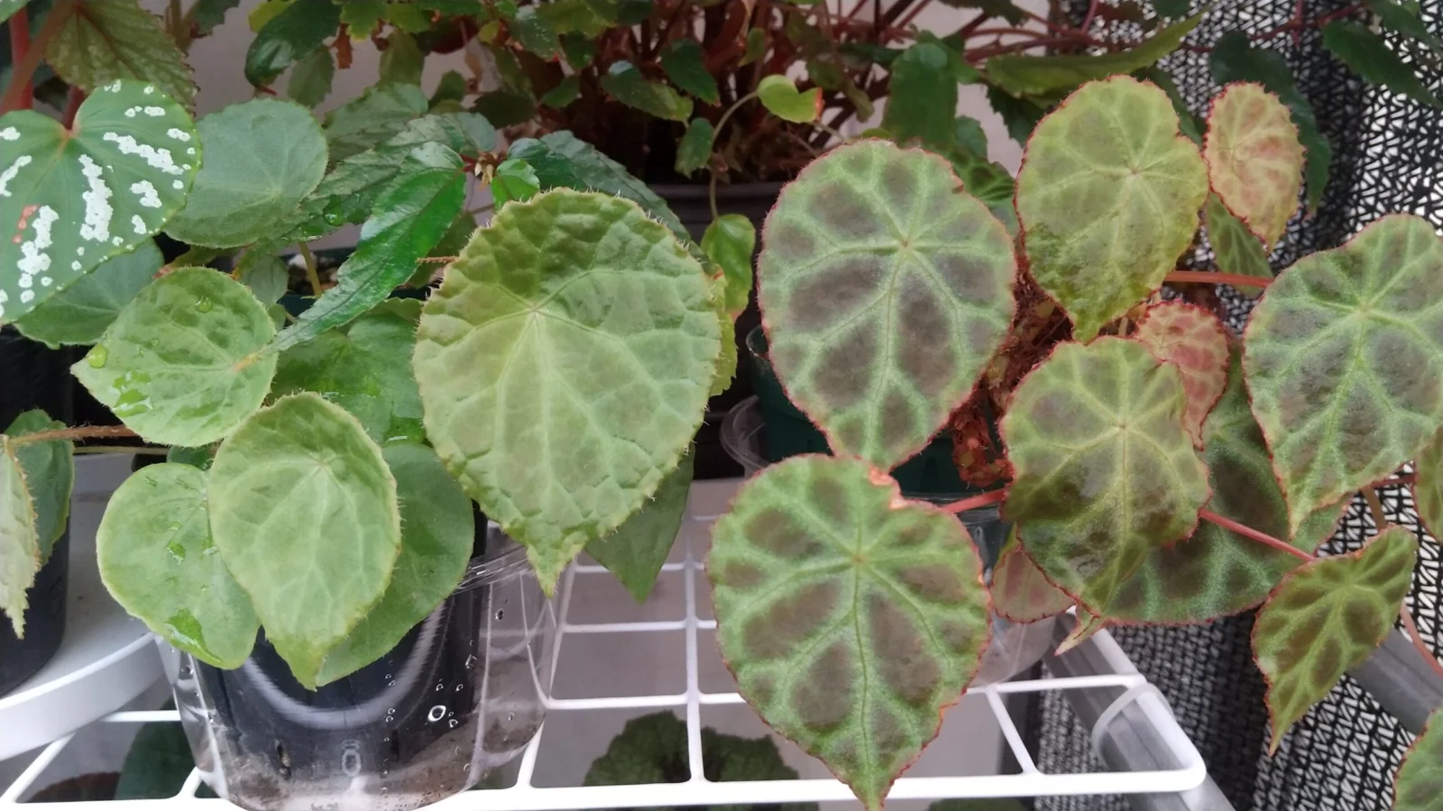 ベゴニア フートエンシスとゴエゴエンシス