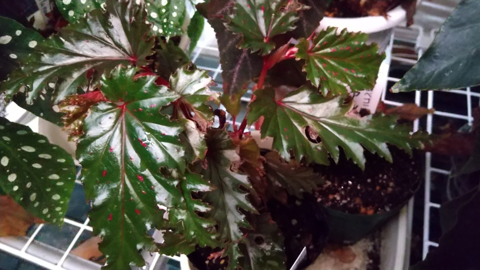 ベゴニア　セラティペタラ