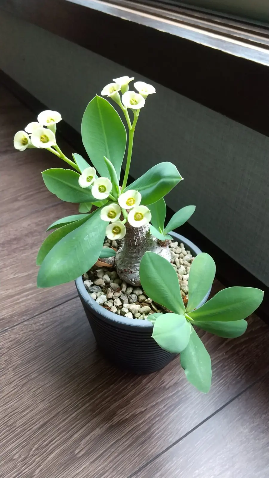 ブレビフォリア