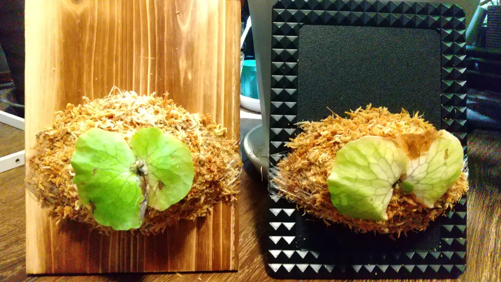 ビカクシダ アンゴレンセ