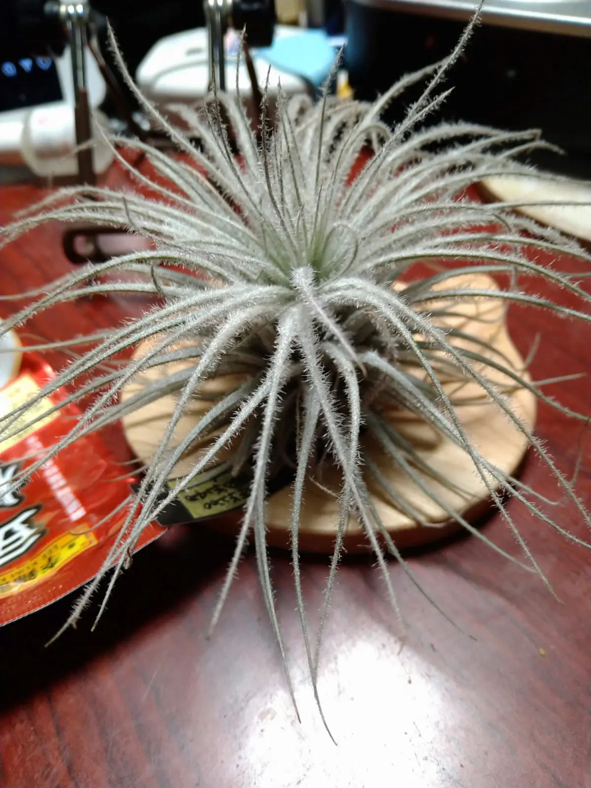 ティランジア テクトラム