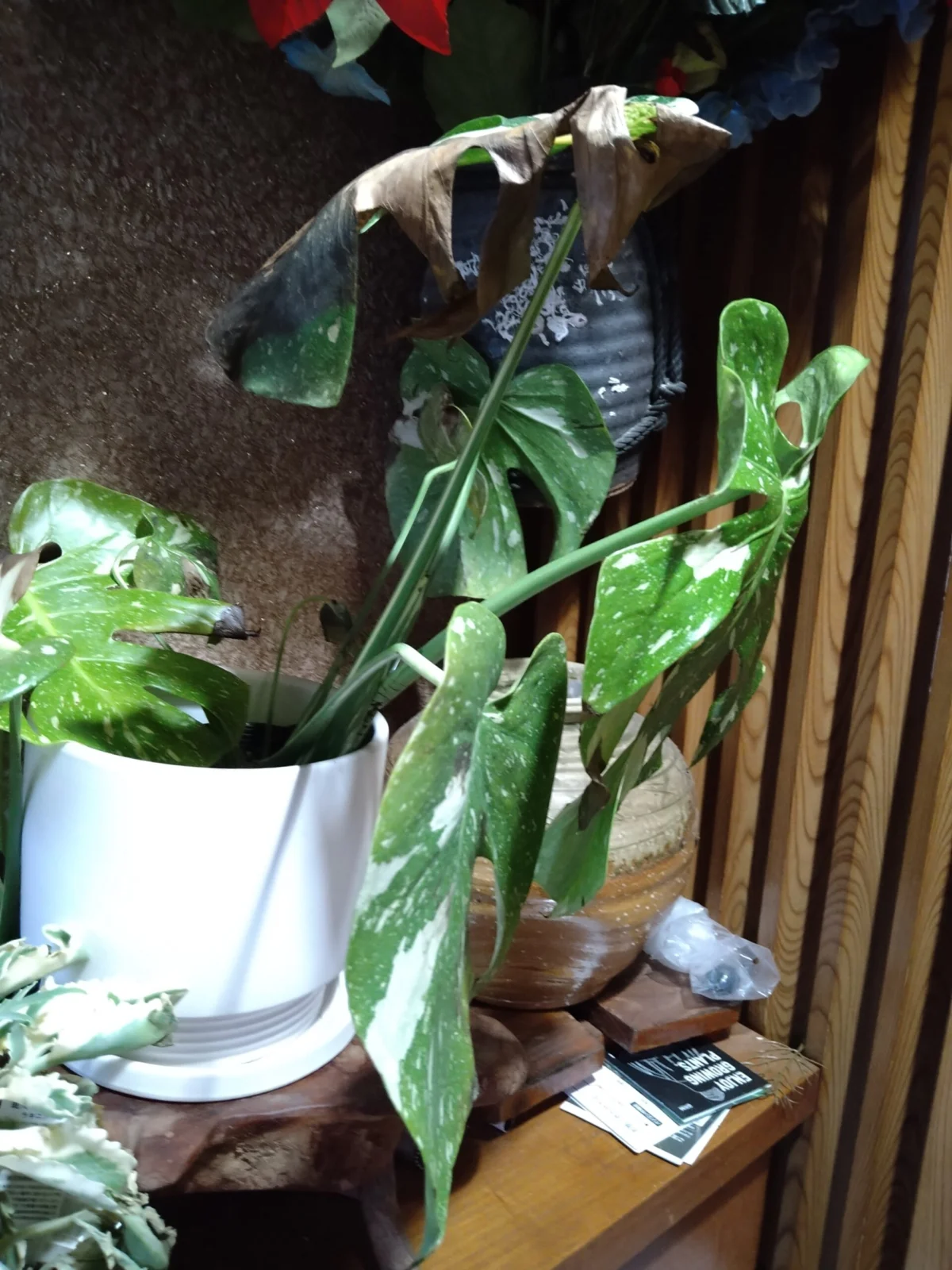 モンステラ　タイコンステレーション