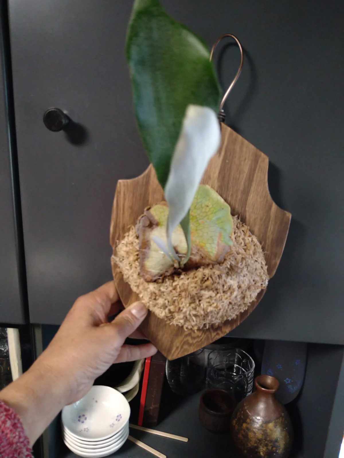 ビカクシダ　ネザーランド