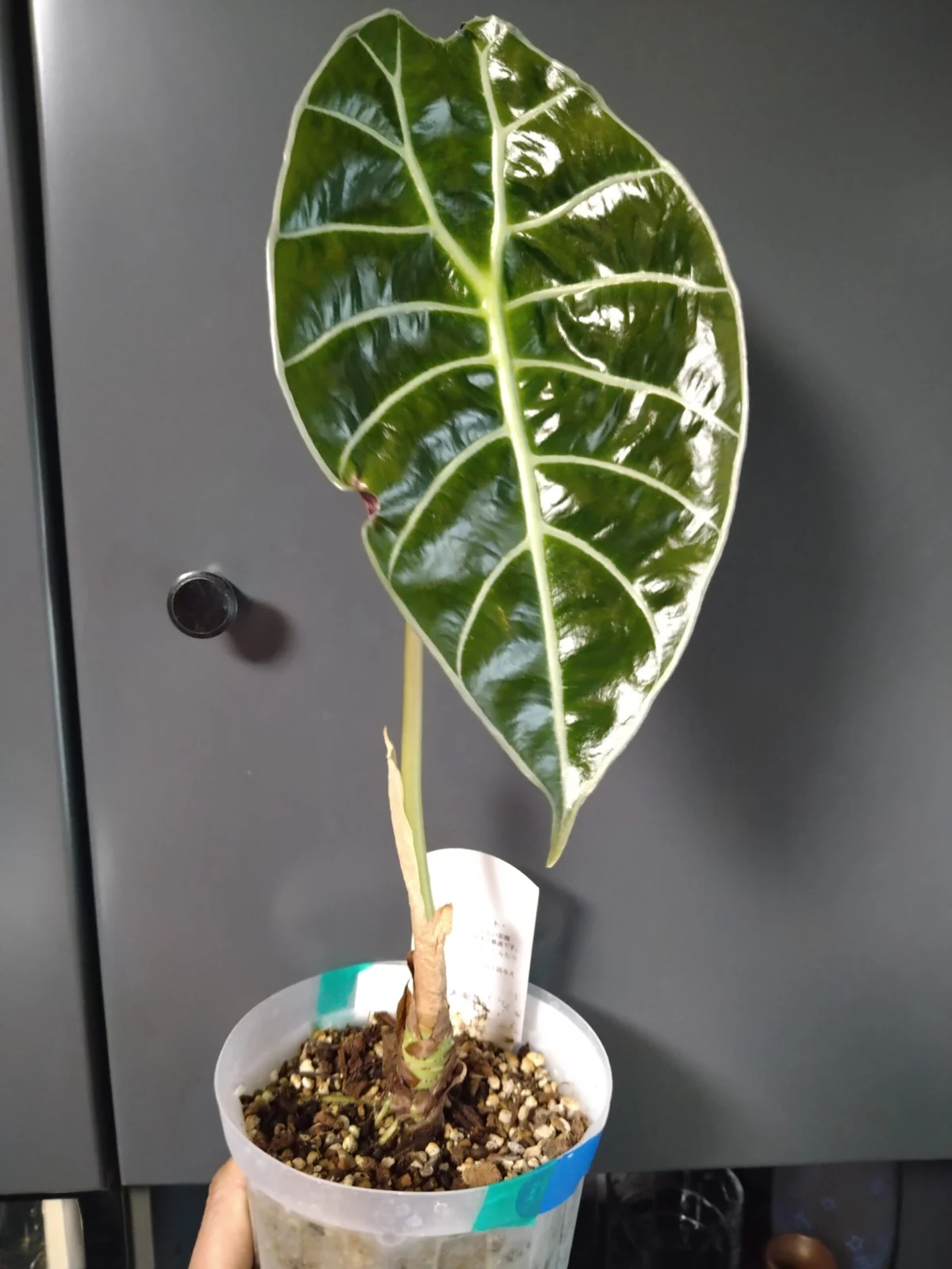 アロカシア ワトソニアナ