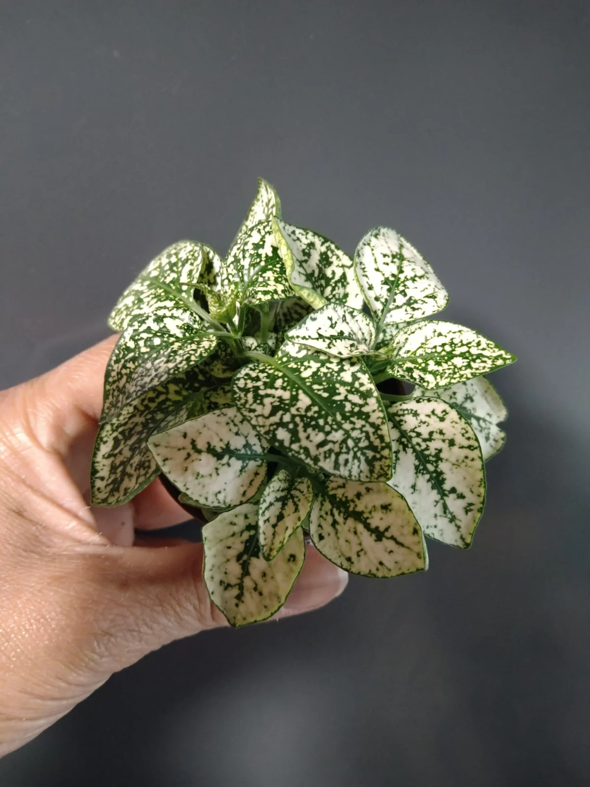 ヒポエステス　ホワイト