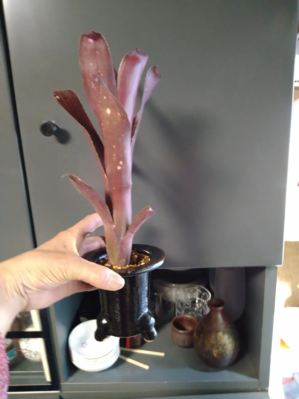 ビルベルギア テンエー