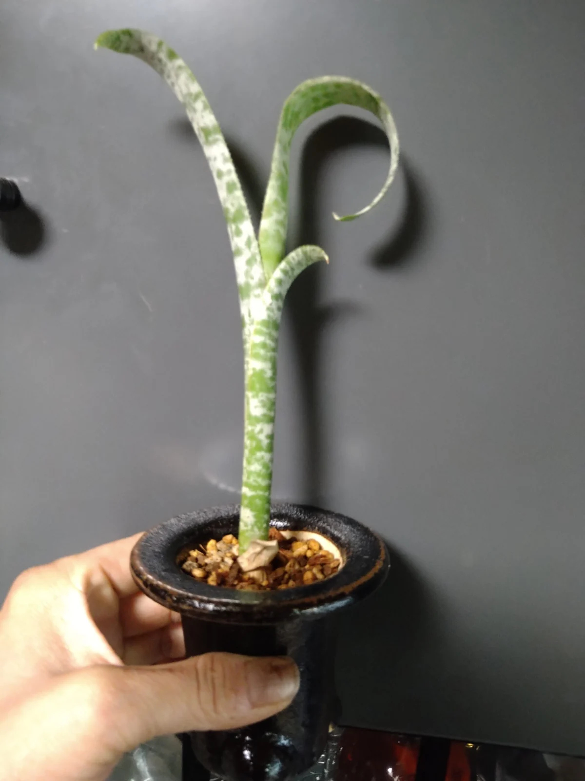 ケステリア　マルモラータ　ティムプロウマン