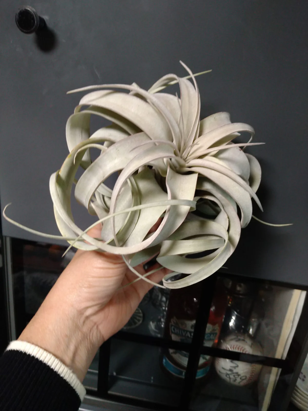 ティランジア　キセログラフィカ