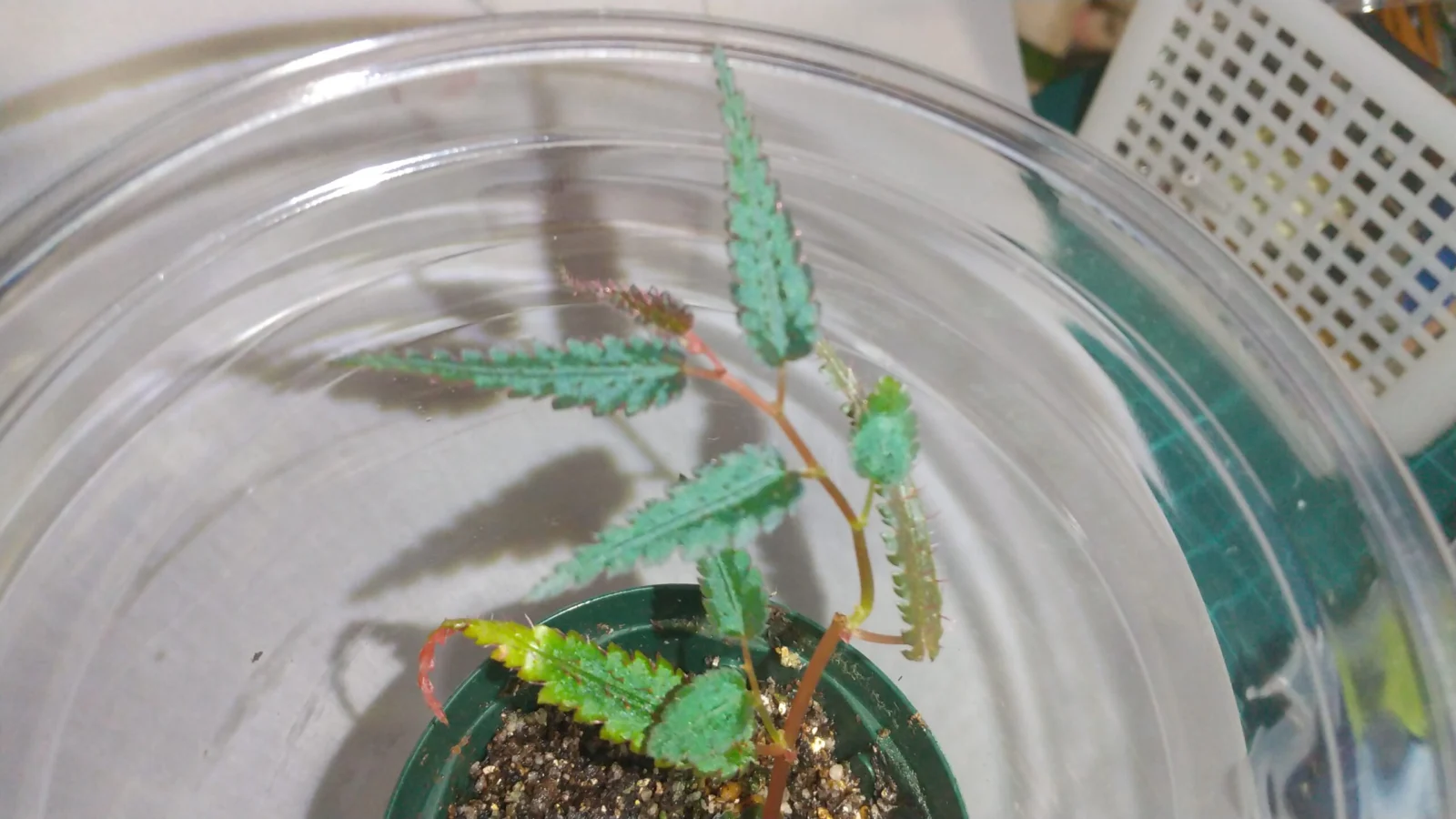 ベゴニア　プテリディフォルミス