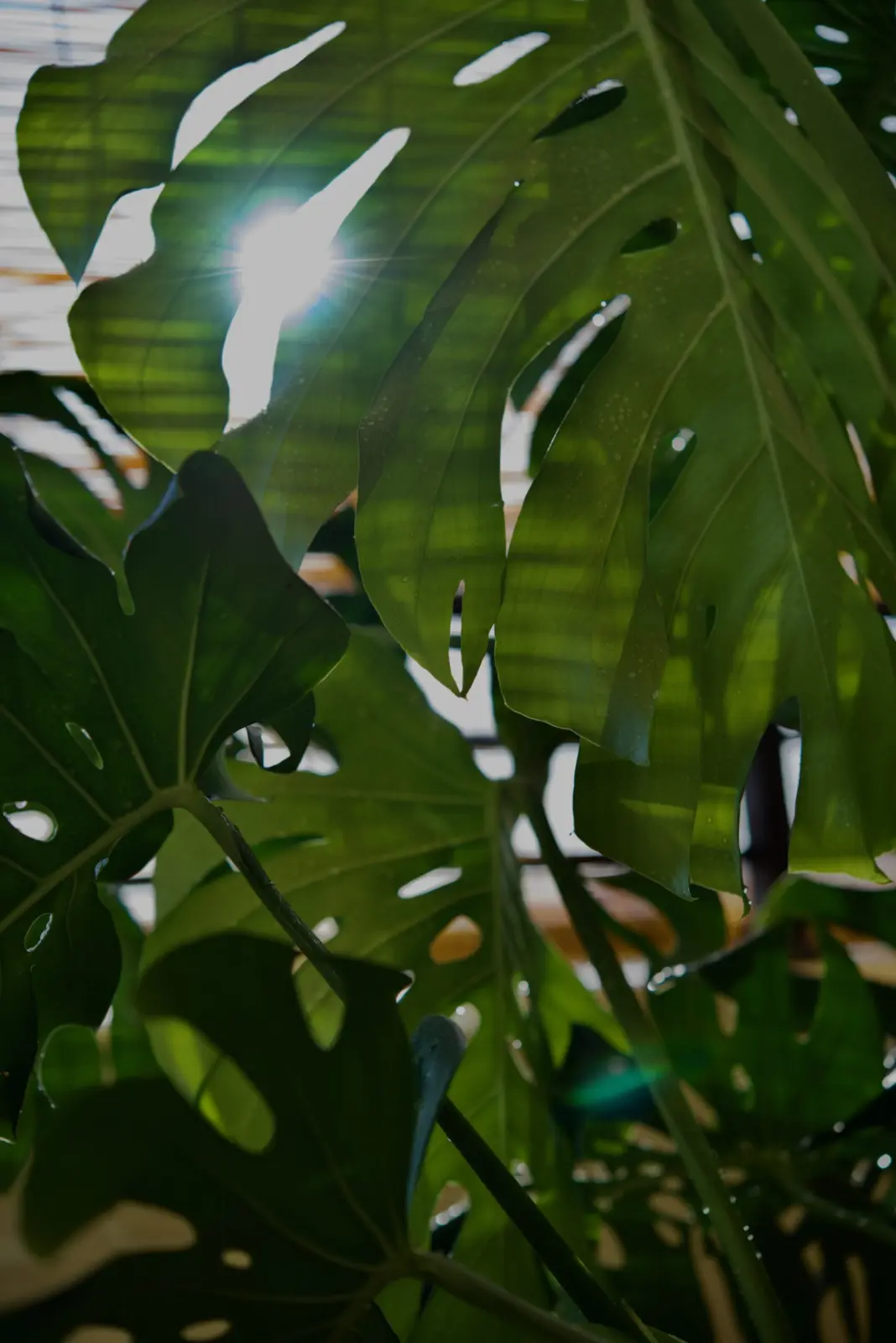 モンステラ　デリシオーサ