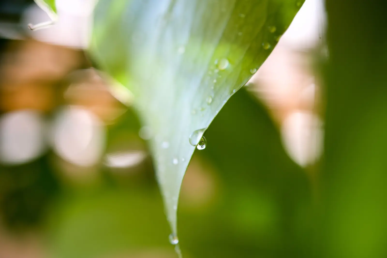 モンステラ　デリシオーサ