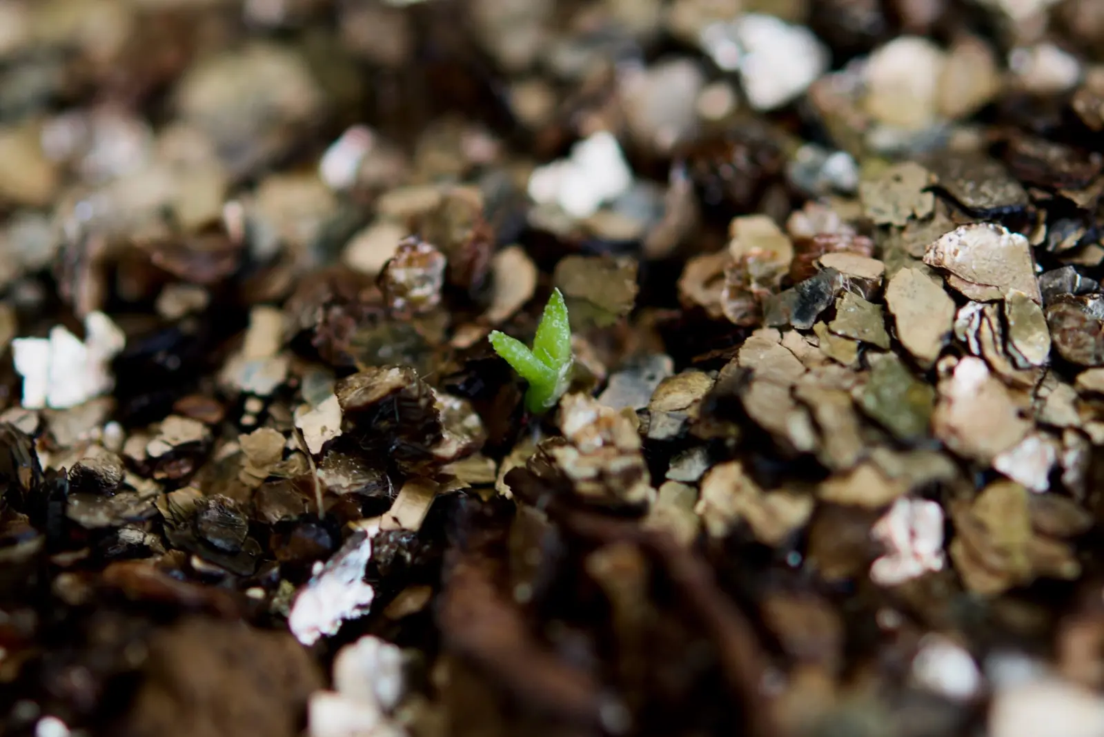 ティランジア　品種不明　播種から約5週間