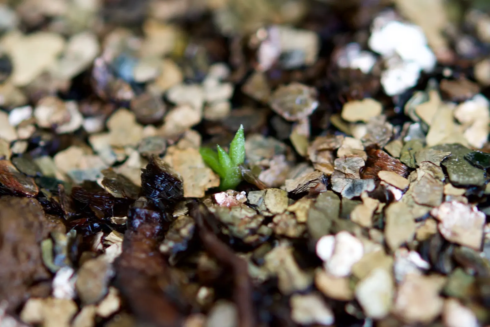 ティランジア　品種不明①　土に播種から約6週間