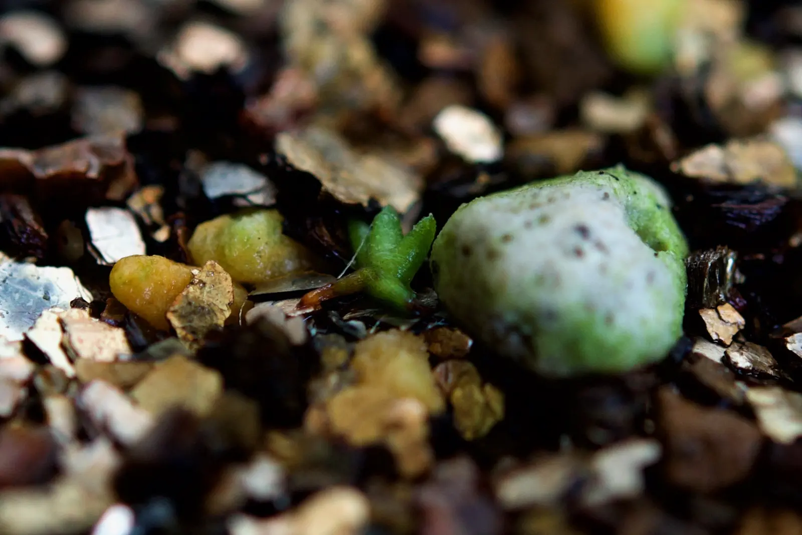 ティランジア　品種不明②　土に播種から約6週間