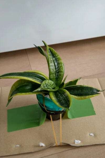 サンセベリア ツイステッドハニー