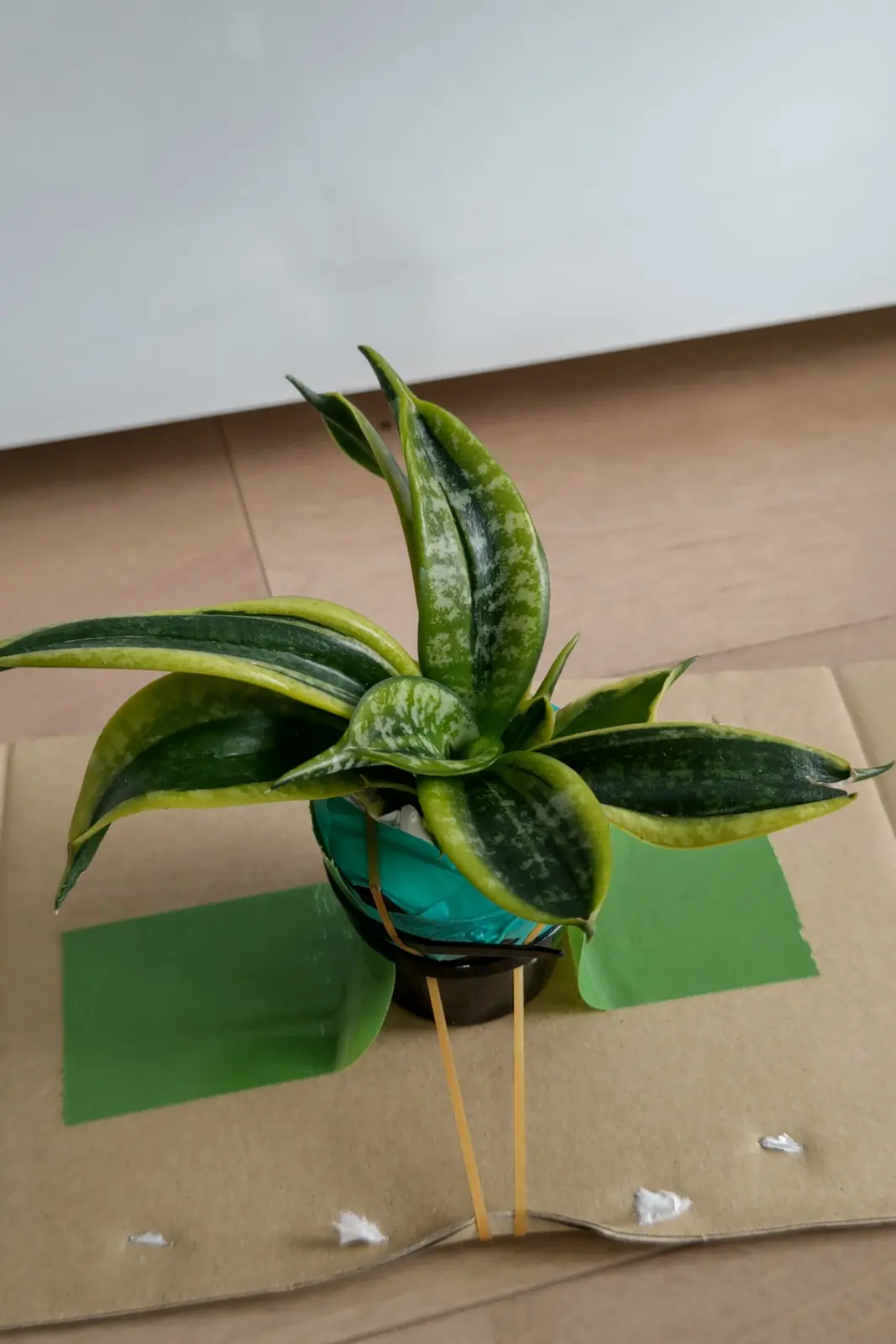 サンセベリア ツイステッドハニー