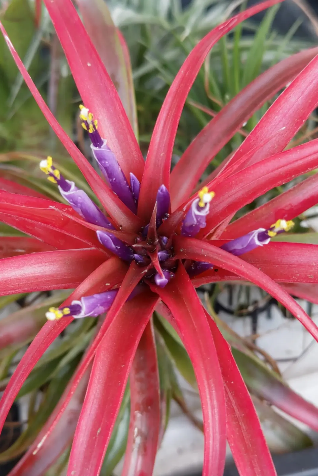 多分ストリクタ？from般若箱