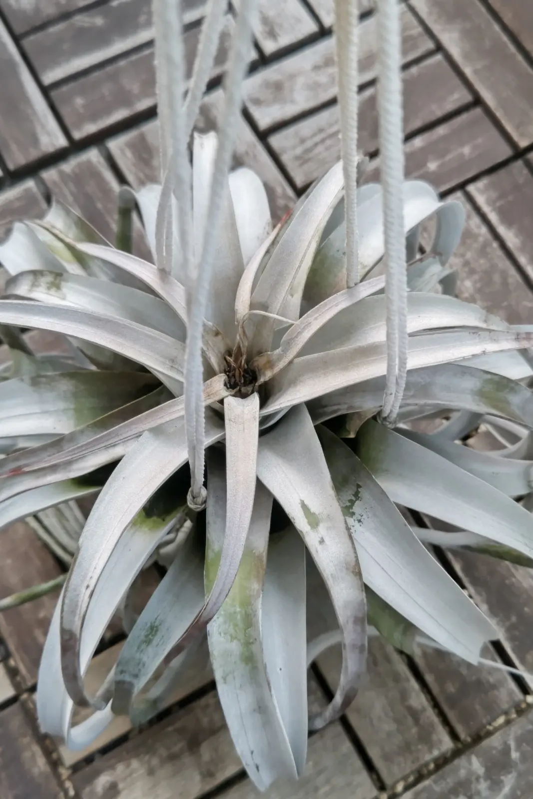 キセログラフィカ 巨大化計画 日焼け