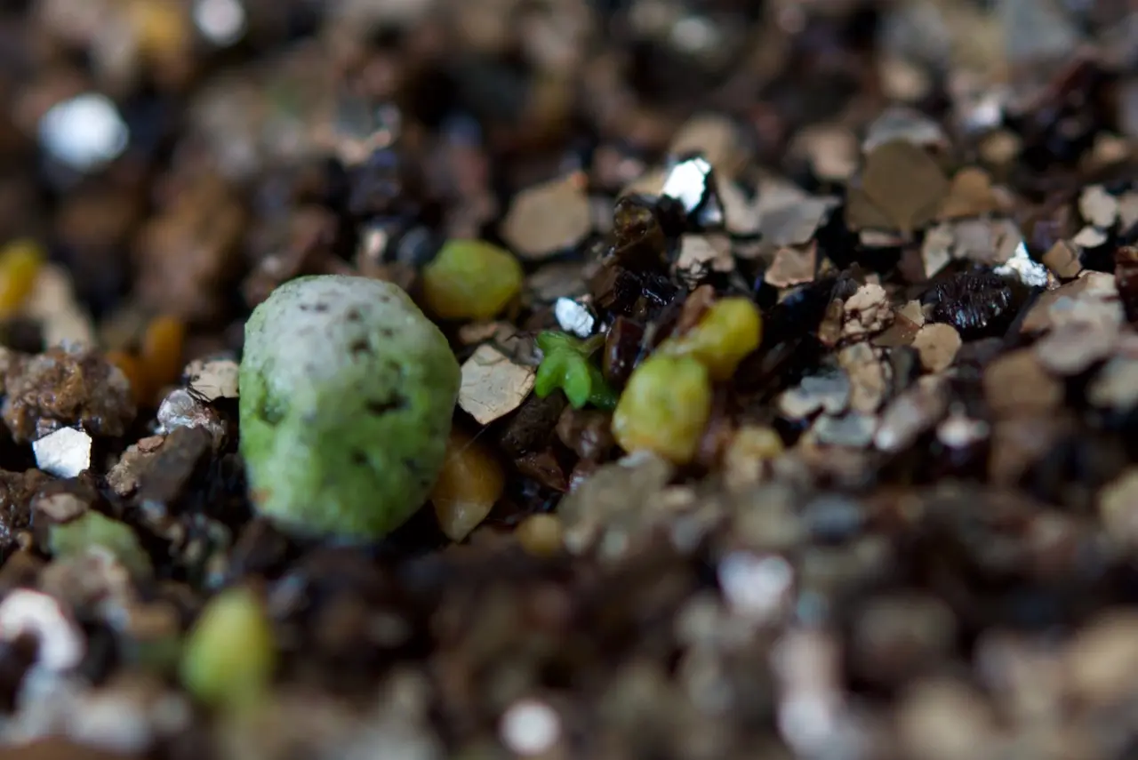 ティランジア　品種不明　土に播種から約7週間