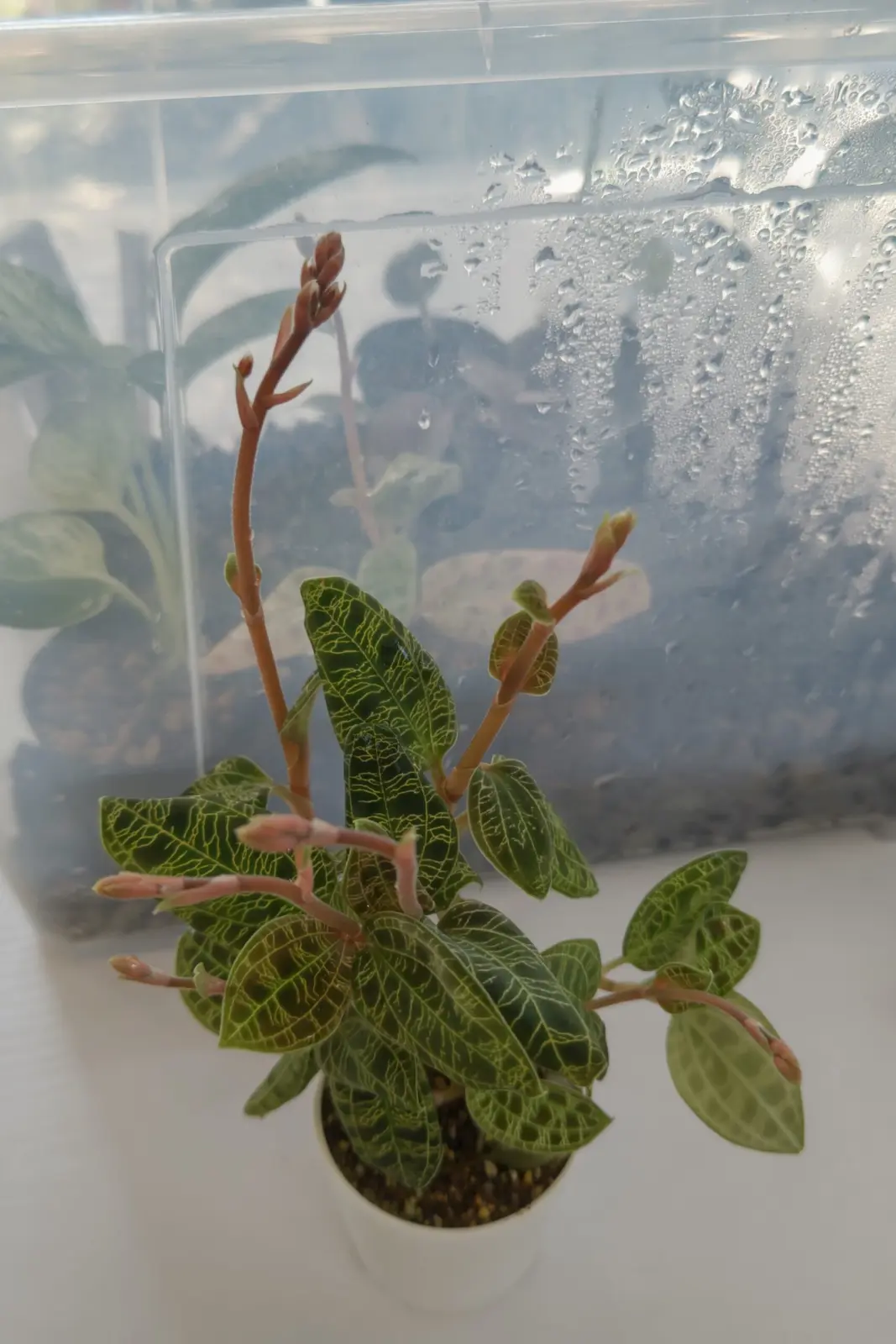 ジュエルオーキッド 花芽