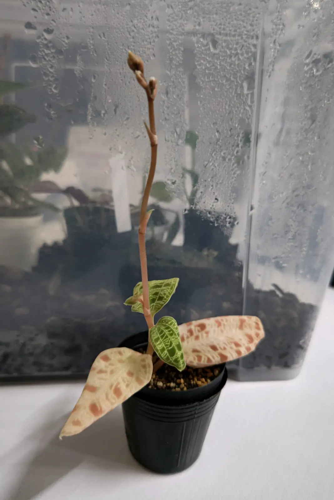 ジュエルオーキッド 花芽 Part2