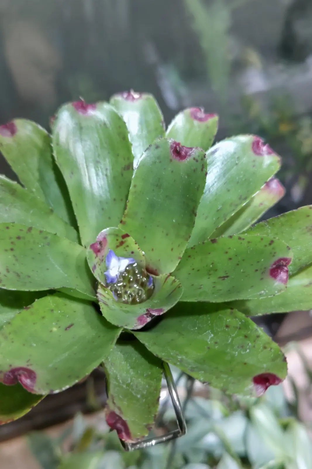 ネオレゲリア リトルフェイス 花