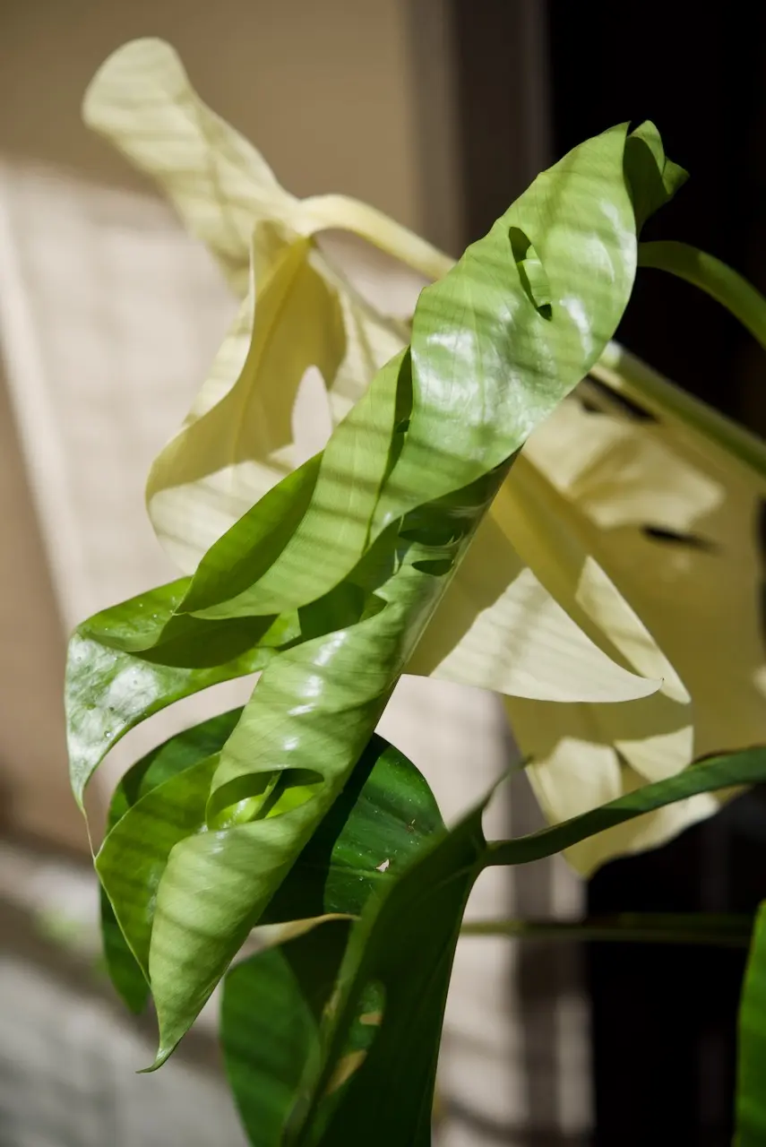 モンステラ　ボルシギアナ　ホワイトタイガー　ドリル開きかけ