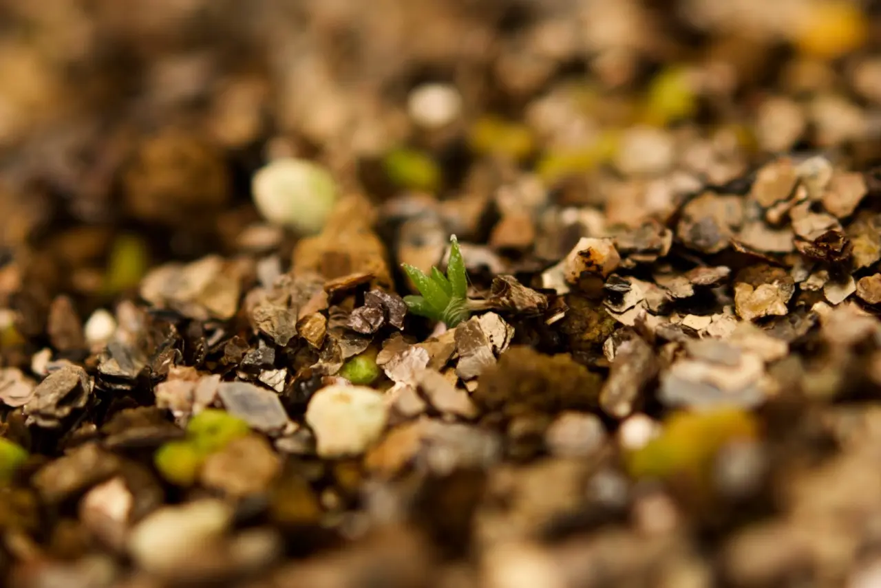 ティランジア　品種不明　土に播種から約8週間