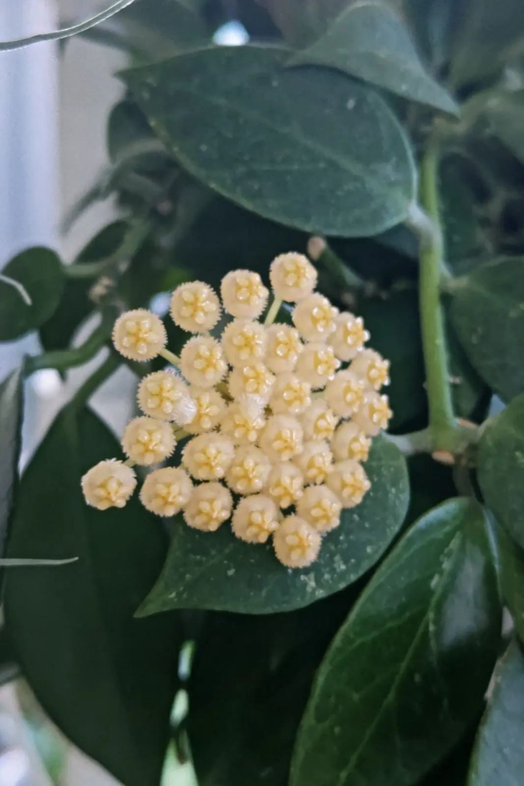 ホヤ オブスクラ 花