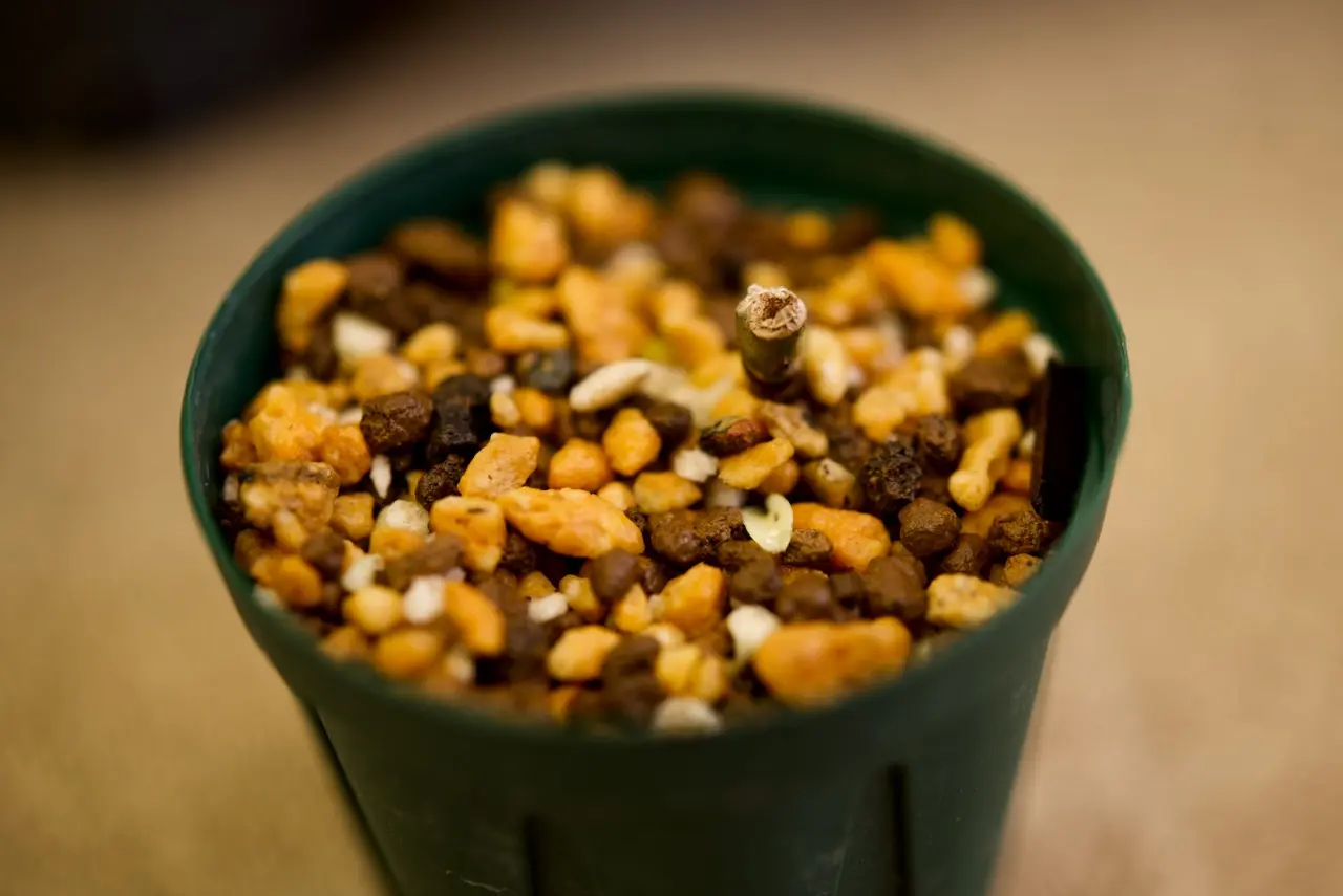 フィロデンドロン　フロリダゴースト　挿し木殆ど成長せず