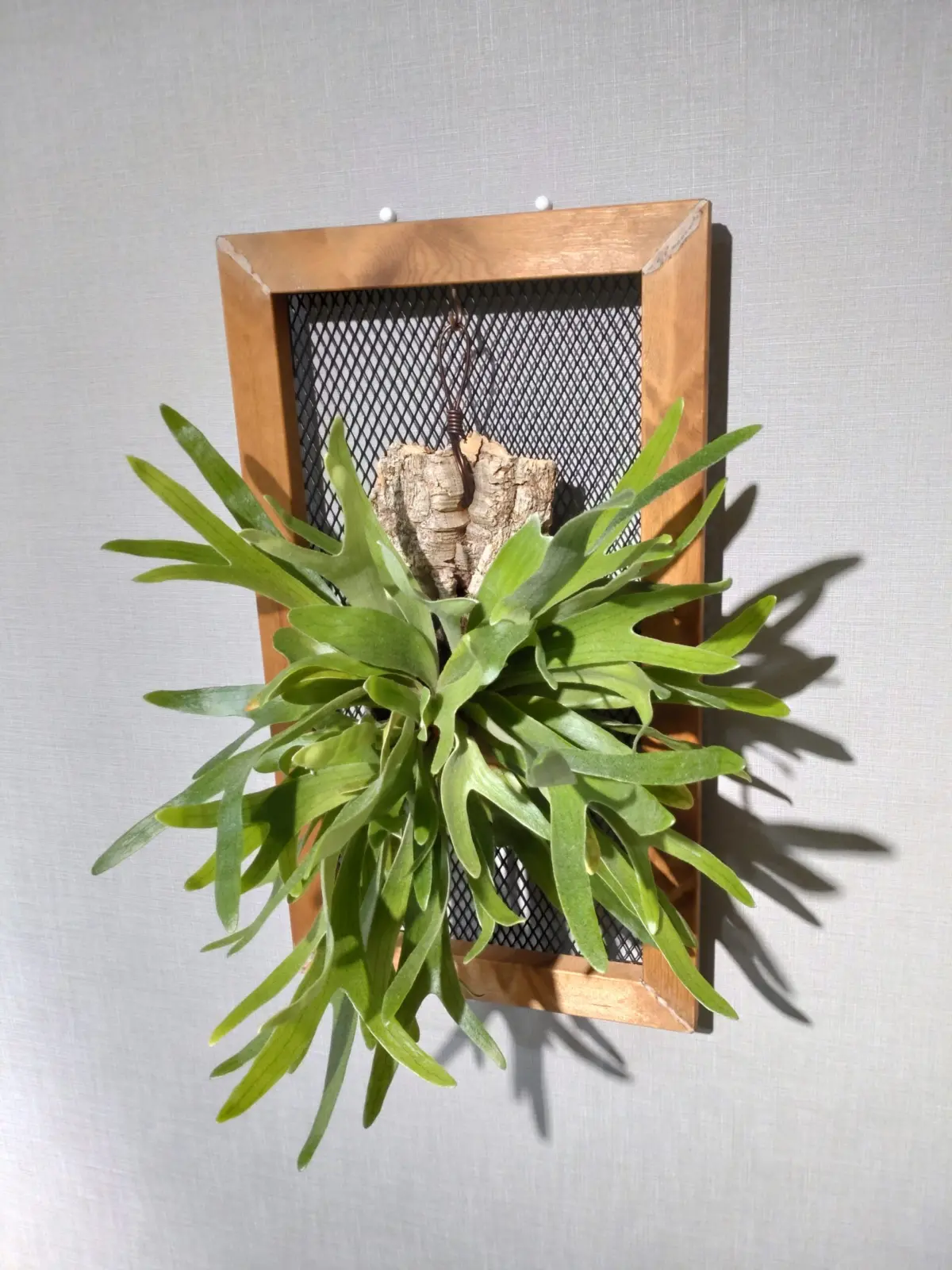 ビカクシダ　子宝