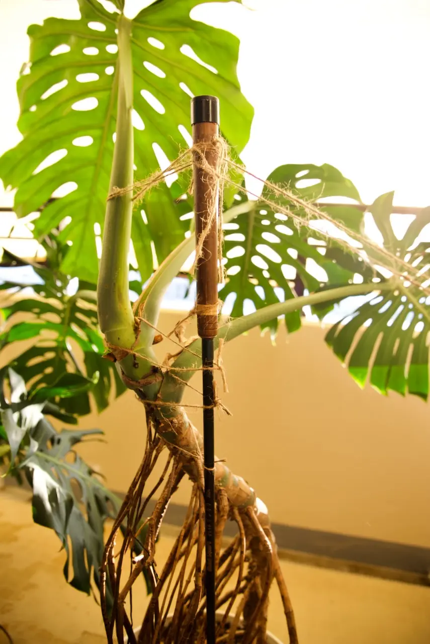 モンステラ デリシオーサ