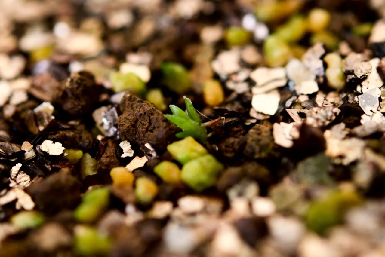 ティランジア　品種不明　土に播種から約10週間