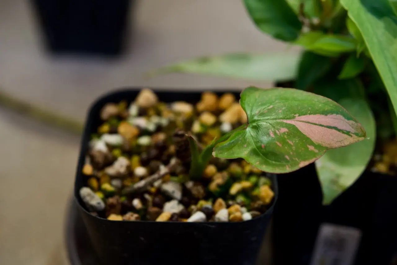 シンゴニウム　ピンクスプラッシュ