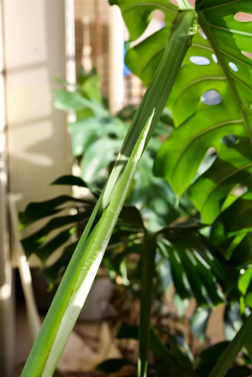 モンステラ　デリシオーサ　10号鉢に植え替え3週間経過