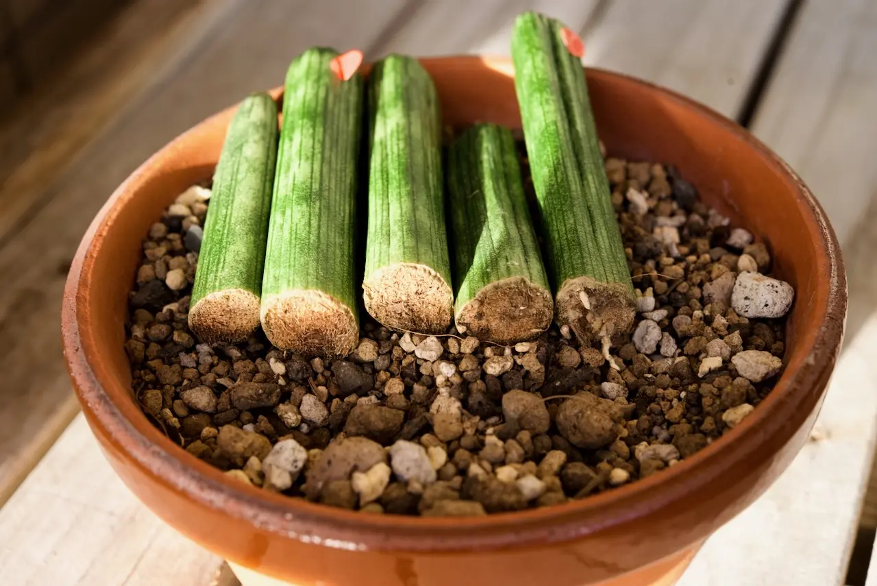 サンスベリア　キリンドリカ　丼仕立て、1本発根確認