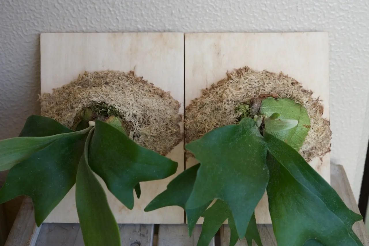 ビカクシダ　ビフルカツム　ネザーランド　生まれて初めての板付け