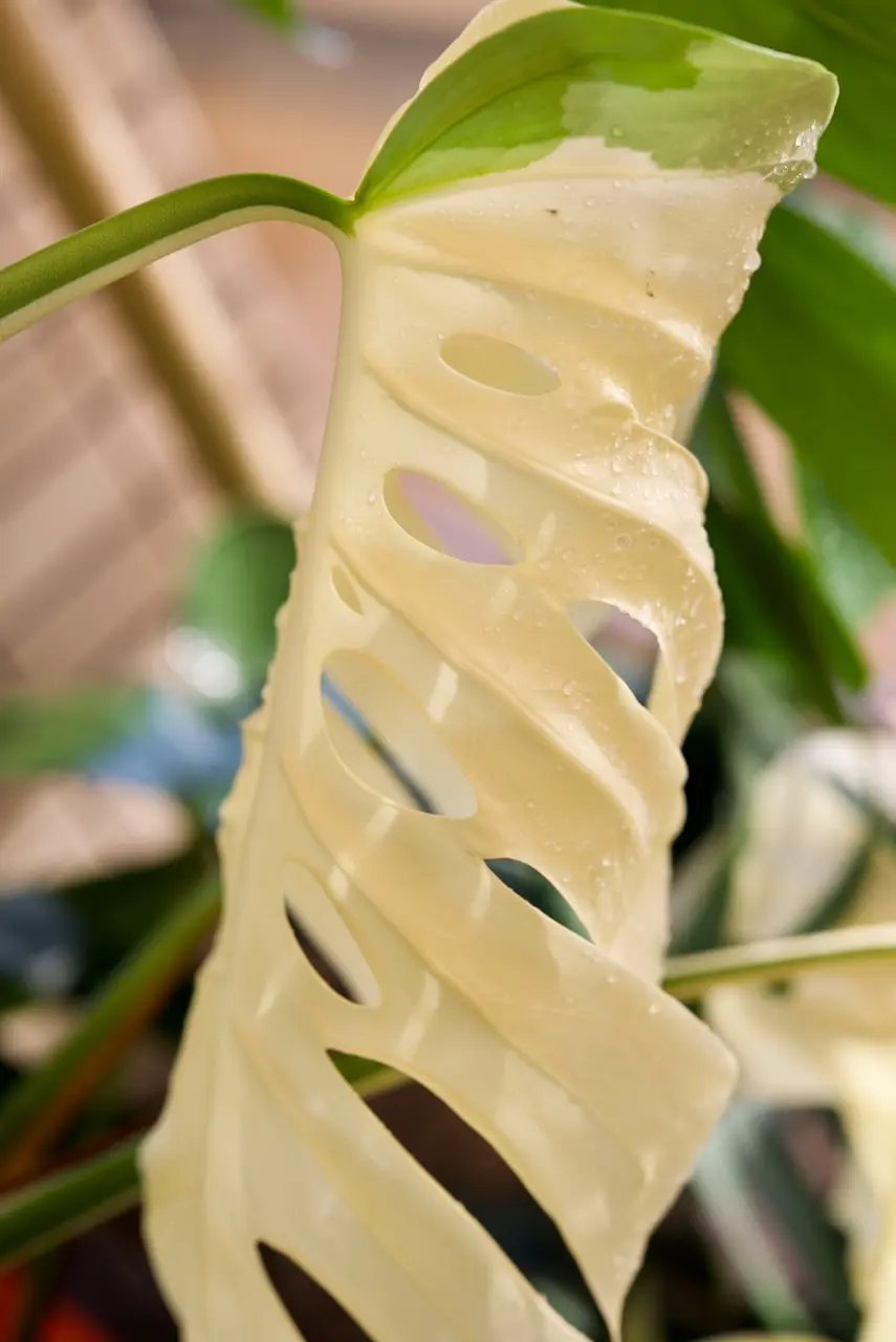 モンステラ　ボルシギアナ　ホワイトタイガー