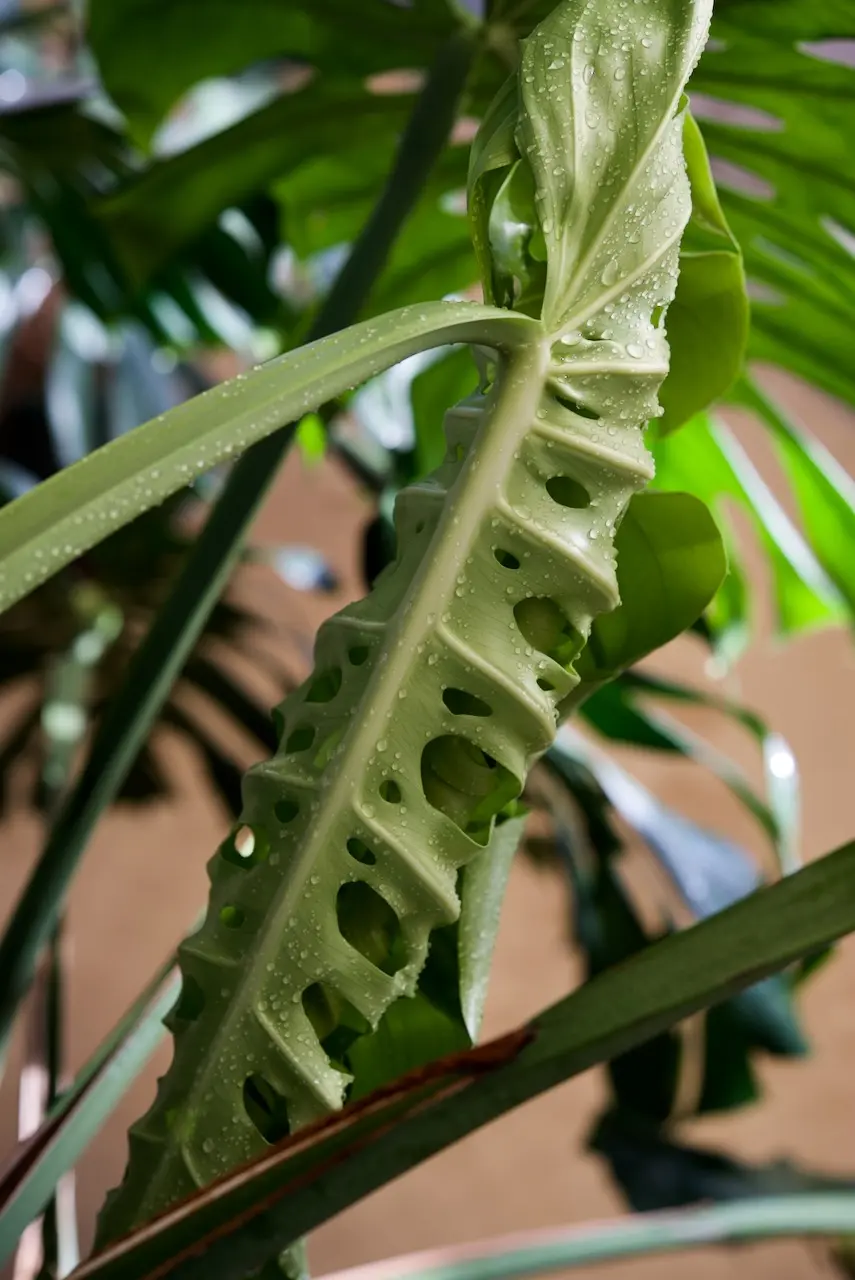 モンステラ　デリシオーサ