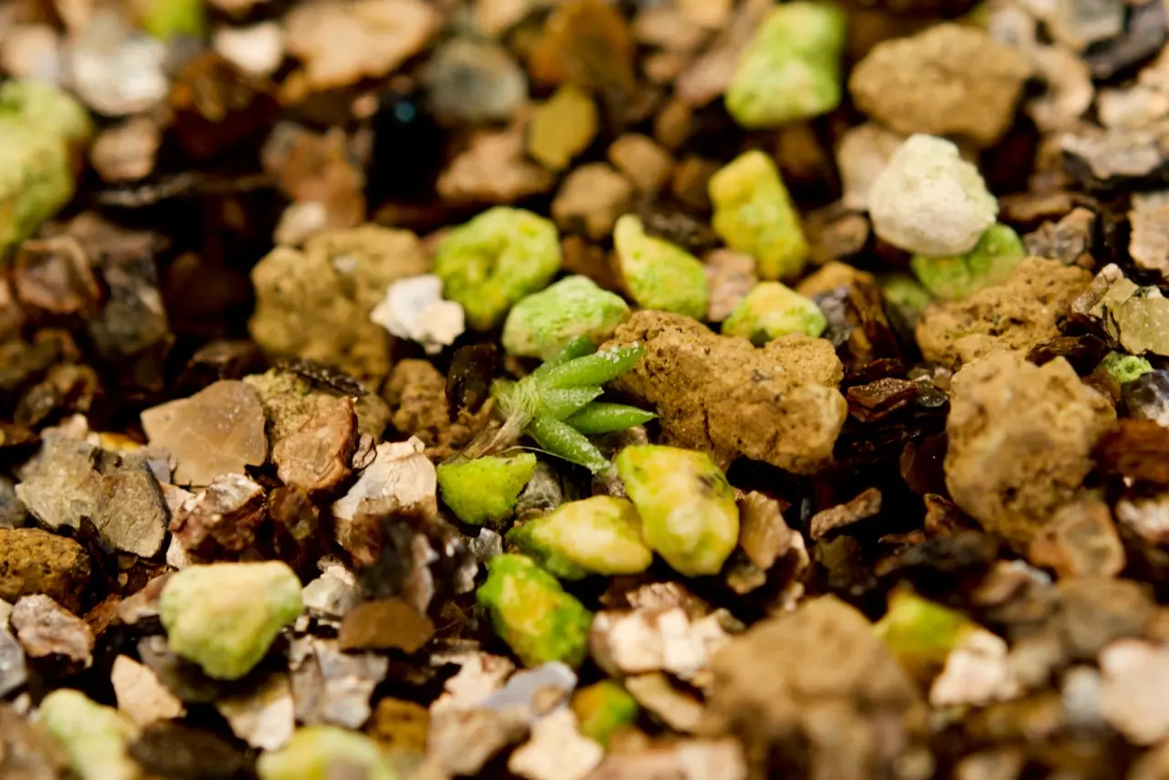 ティランジア　品種不明　土に播種から約11週間